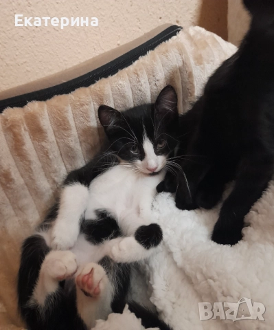 Турски ангорски котенца на 3 месеца