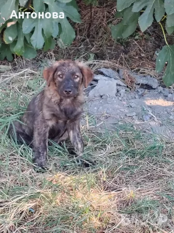 Търсят си дом! Безплатно!