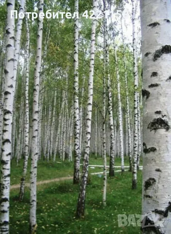 Бяла бреза , снимка 1