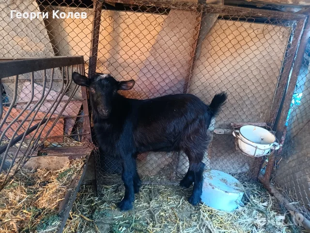 Продавам един пръч и ярета, снимка 4 - Кози - 56362532