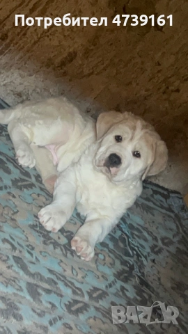 Мъжки Алабай на 60дни