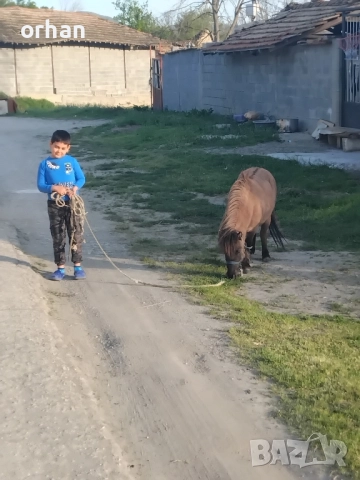 женско пони на 3г ., снимка 4 - Коне - 52238740