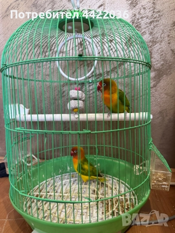 Продавам чифт папагали неразделка  , снимка 3 - Папагали - 51798122