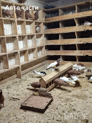 пазарджишки високолетачи със добри постижения , снимка 7 - Гълъби - 48656358