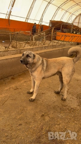 Мъжки Кангал за разплод 
