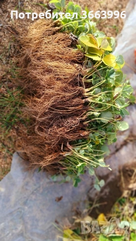 продавам фантастичен разсад ягоди и малини , снимка 4 - Разсади - 53688553