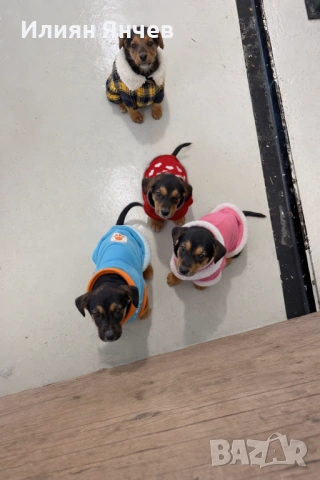 Подарявам гончета 