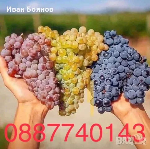 Грозде за Вино и Ракия!…БЕЗПЛАТНО МЕЛЕНЕ