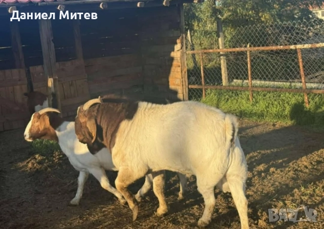 пръч боер, снимка 3 - Кози - 52481990