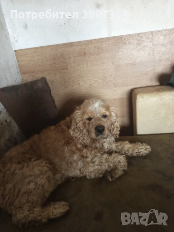 Американски Кокер шпаньол свободен за разплод , снимка 10 - Кокер шпаньол - 53486984