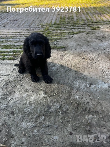 Кокер шпаньол