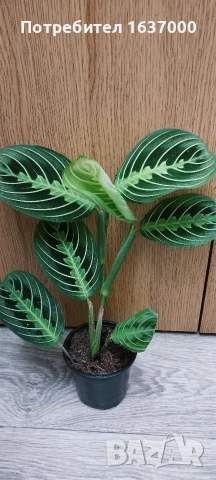 Маранта Lemon lime 