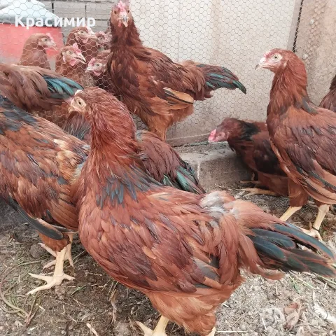 Млади петли Ексел