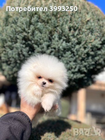 Мини мини Померан, снимка 8 - Померан - 44304488