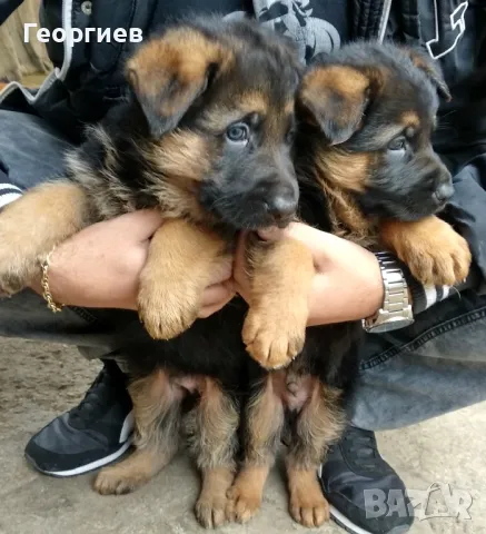 Немски овчарки - чистокръвни, снимка 1