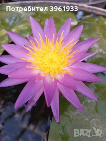 Продавам сортови Водни лилии , снимка 11 - Градински цветя и растения - 53253867