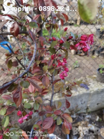 Декоративна червена ябълка Малус, снимка 7 - Разсади - 50369122