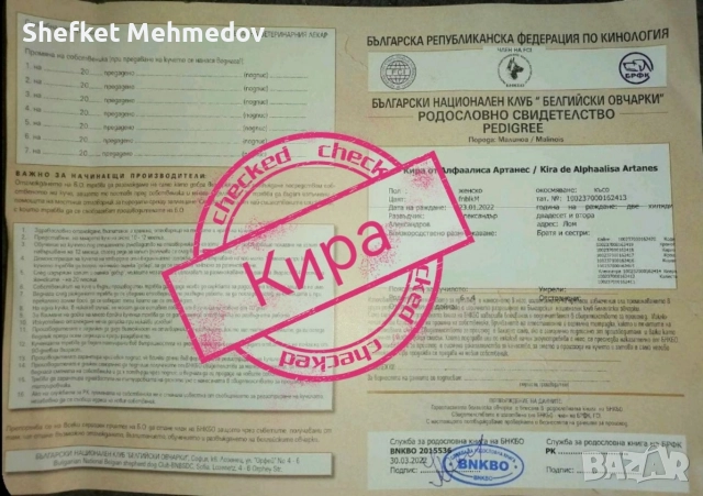 prodavase belgiska ovcarka na 3 gutinki jenska, снимка 5 - Белгийска овчарка - 52716833