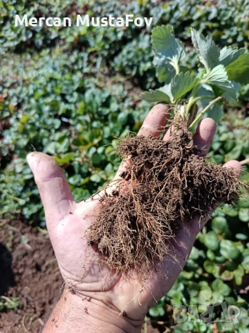 Разсaд Ягоди Априка-Алба