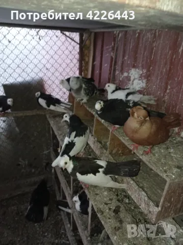 Пернишки капест, снимка 15 - Гълъби - 49426302