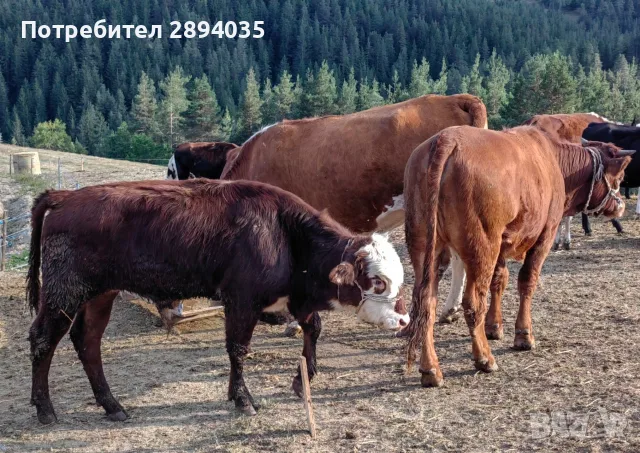 телета бозайници, отбити, за клане , снимка 3 - Крави - 56158184