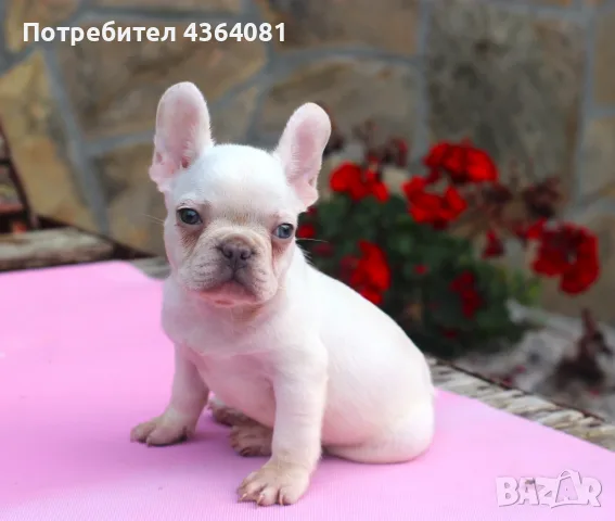 Френски булдог бебе , снимка 2 - Френски булдог - 55645367
