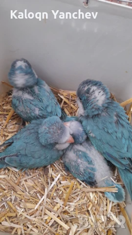 Папагали, снимка 3 - Папагали - 50958042