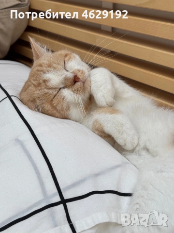 Британски късокосмест с родословие за разплод , снимка 3 - Британска късокосместа - 53873834