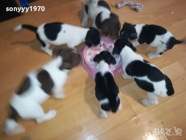 ДЖАК РЪСЕЛ-250ЛВ ЗА КУЧЕНЦЕ 1909250859, снимка 3 - Джак ръсел териер - 51764637