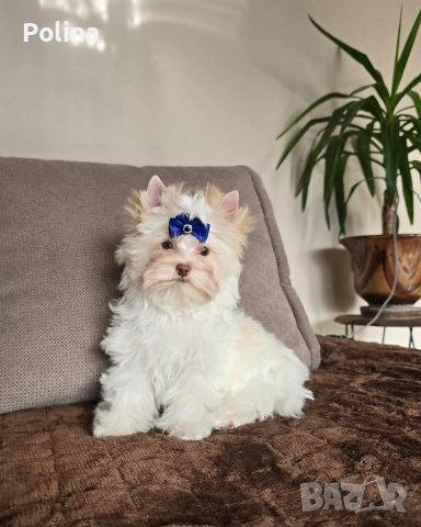 Бяло момче йорки