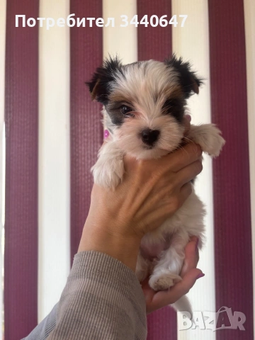 Женско и мъжко Бивър борки, снимка 4 - Йоркширски териер - 53825786