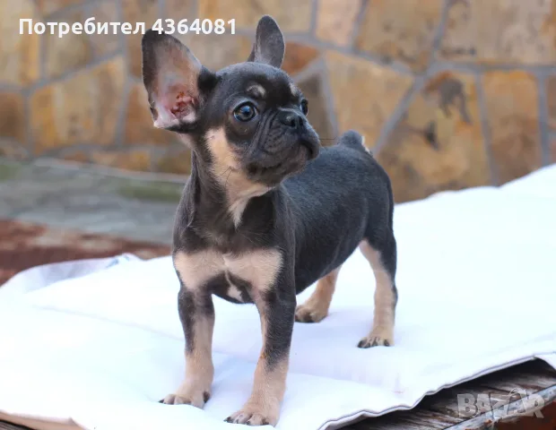 Френски булдог бебе , снимка 3 - Френски булдог - 55645367