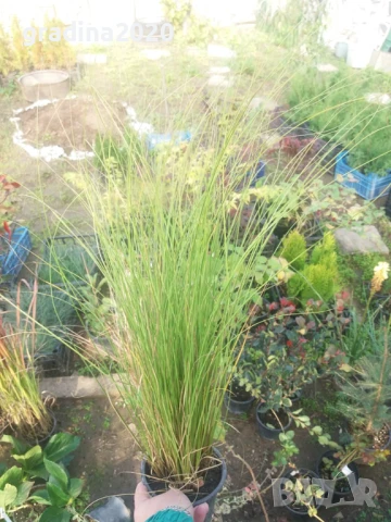 Карекс - Декоративна трева, снимка 7 - Градински цветя и растения - 30071691