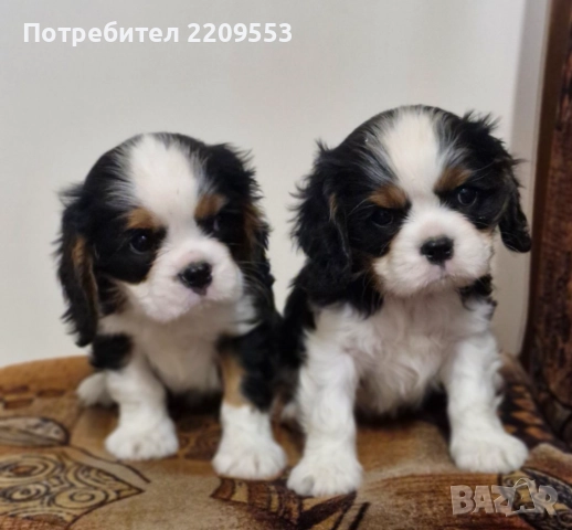 Кавалер Кинг Чарлз Шпаньол, снимка 1