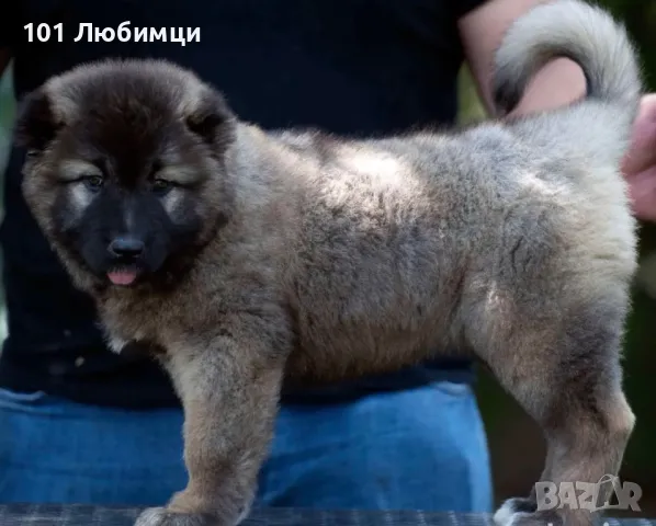 Кавказки овчарки , снимка 5 - Кавказка овчарка - 47449271