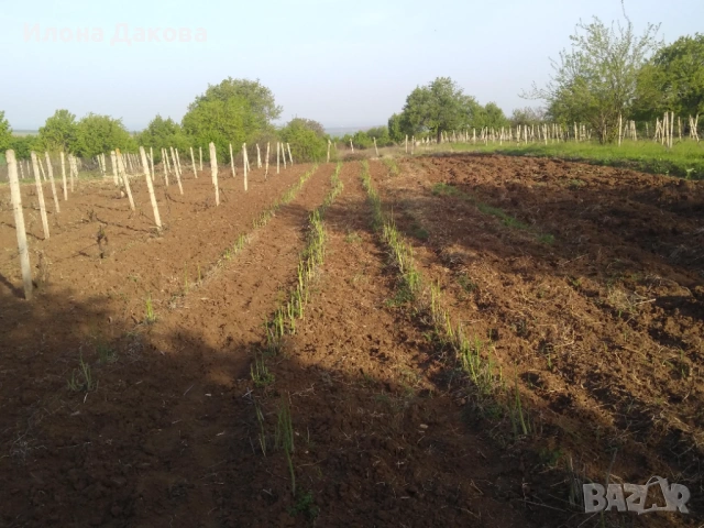 АСПЕРЖИ–разсад,коренчета, снимка 5 - Разсади - 53488004