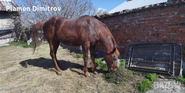 Кобила много добре гледана , снимка 2 - Други животни - 52675186