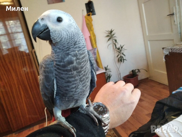 Продавам бебета Кралско Жако , снимка 2 - Папагали - 52528146