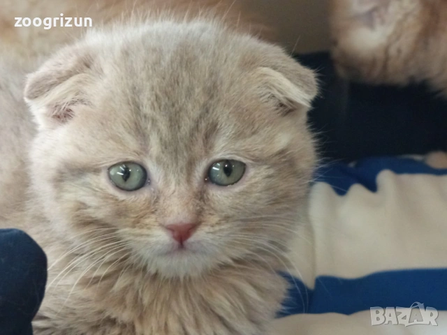 Шотландски клепоухи котенца, снимка 6 - Британска късокосместа - 53632007