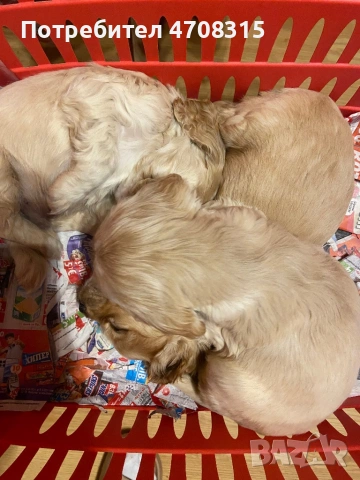 Кокер шпаньол игриво момченце, снимка 7 - Кокер шпаньол - 53724874