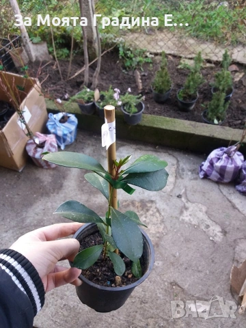 Суринамска череша , снимка 4 - Градински цветя и растения - 53623272