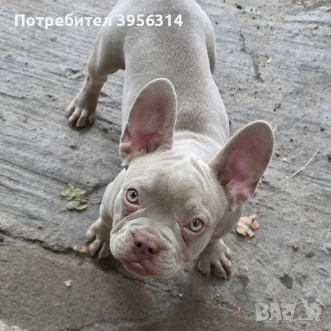Френски булдог на 5 месеца момиче