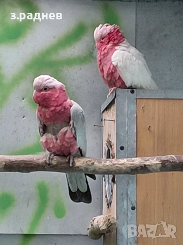 Двойка розаво какаду 