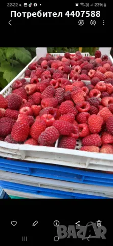 Разсад ягоди и малини , снимка 9 - Разсади - 49497193