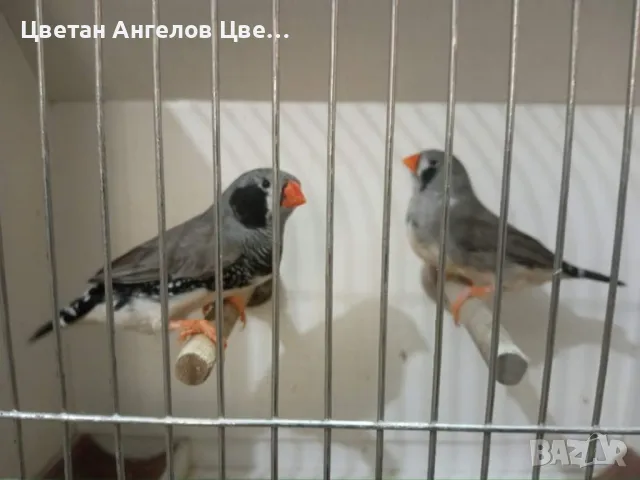 Продавам изложбени зеброви амадини , снимка 8 - Амадини - 46700240