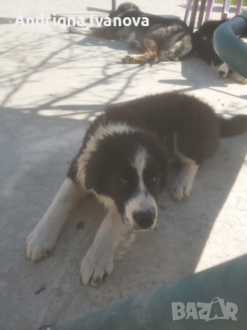 Продавам каракачански кученца, снимка 2 - Каракачанска овчарка - 53825575