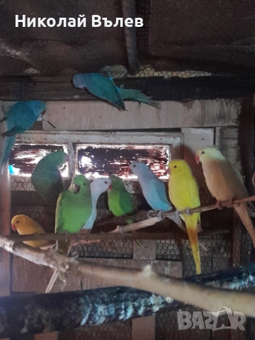 Малки александри , снимка 4 - Папагали - 51923458