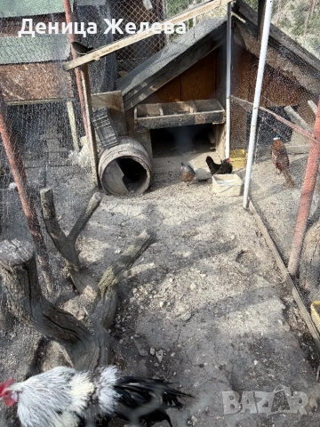 Продавам фазани,пауни, мандаринки, снимка 7 - други­ - 53856196