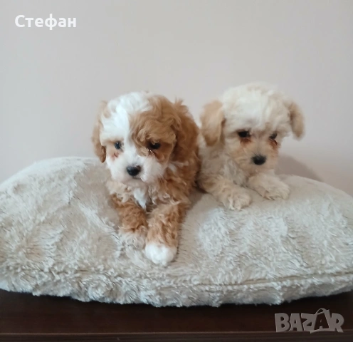 Малтипу момиче и момче