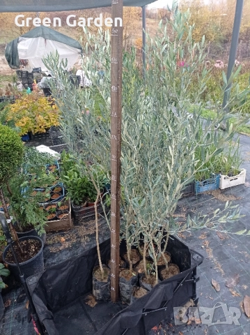 Маслини сорт ПИКУАЛ СТУДОУСТОИЧИВ